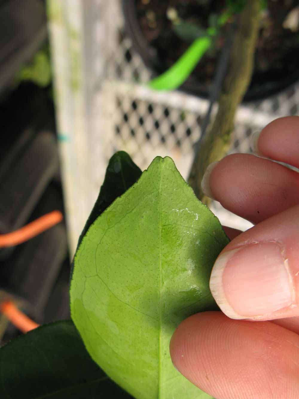              Margin (Phillip Rucks Citrus Nursery, Frostproof, FL)       